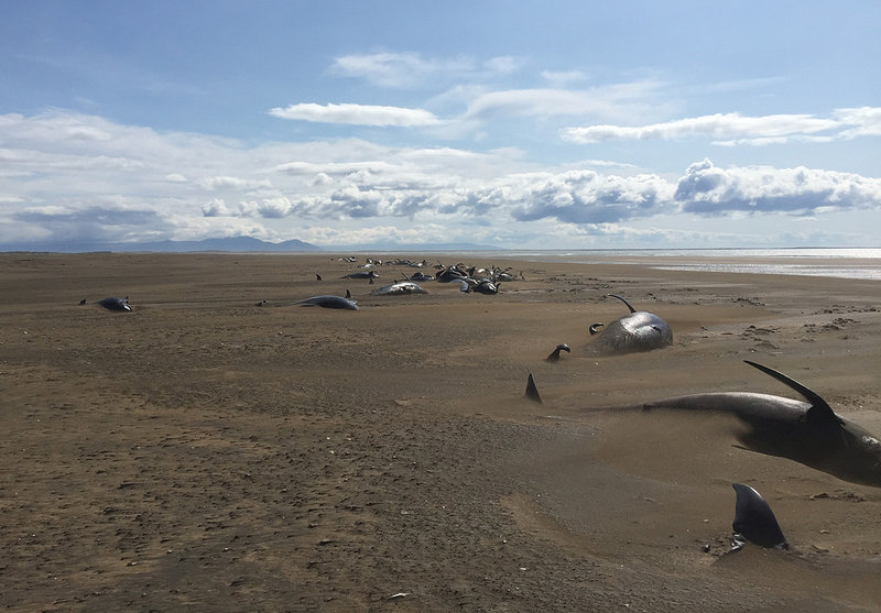 Strandade valar Strandade valar